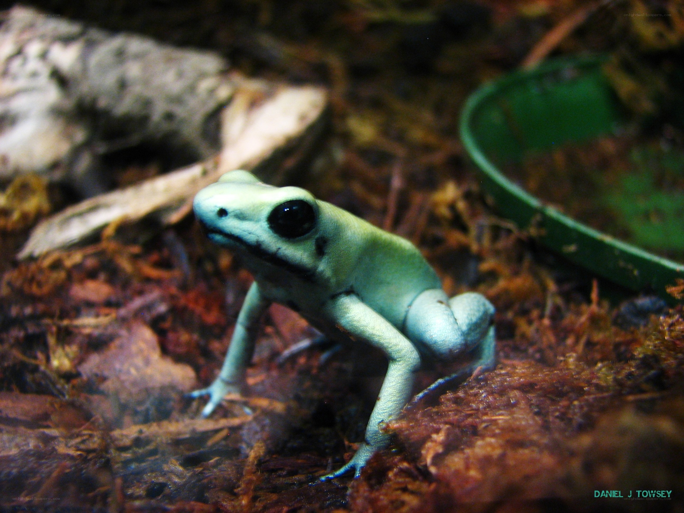 blue poison dart frog