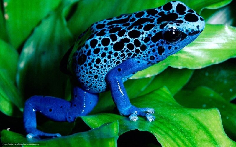 blue poison dart frog