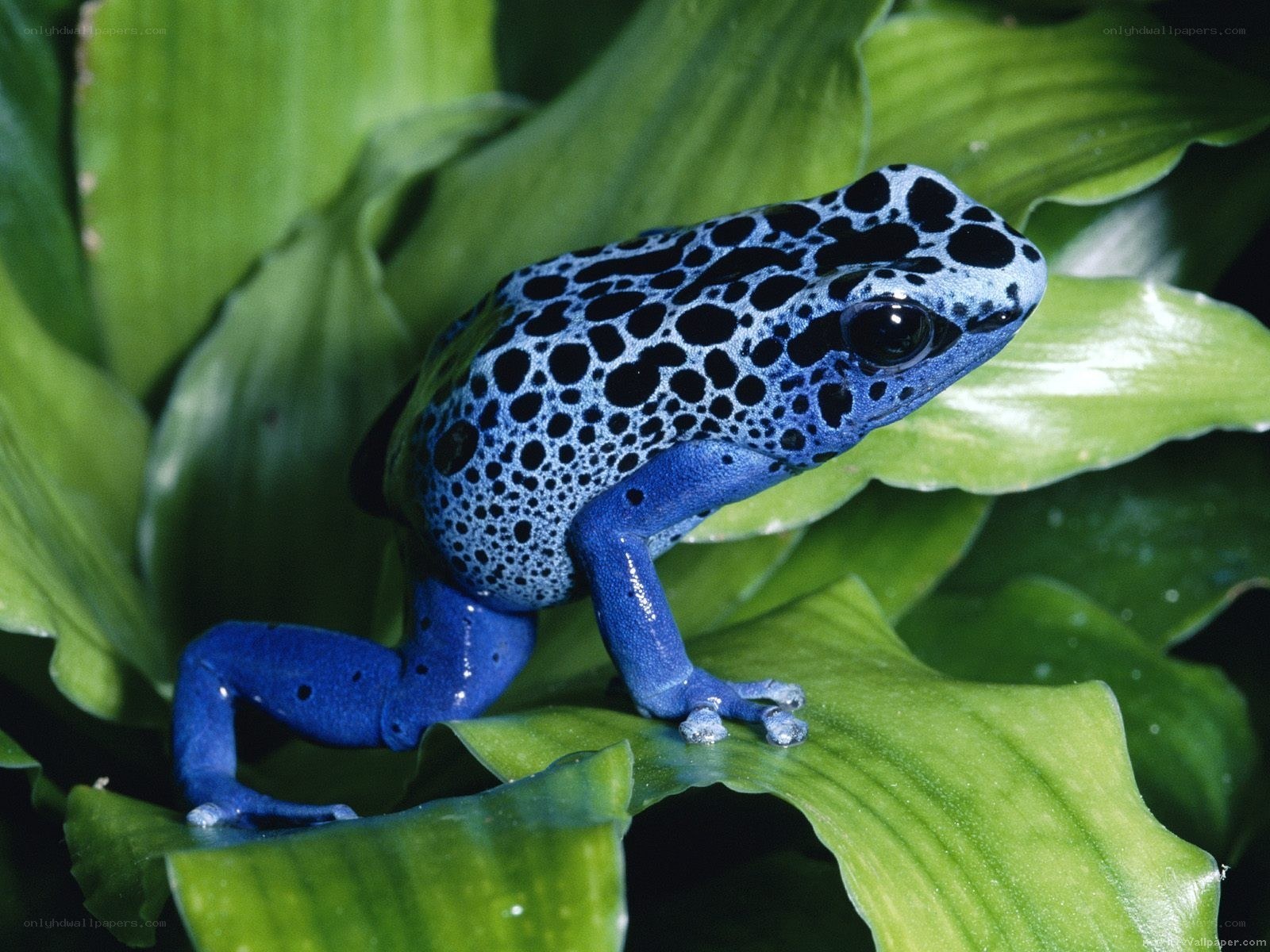 blue poison dart frog