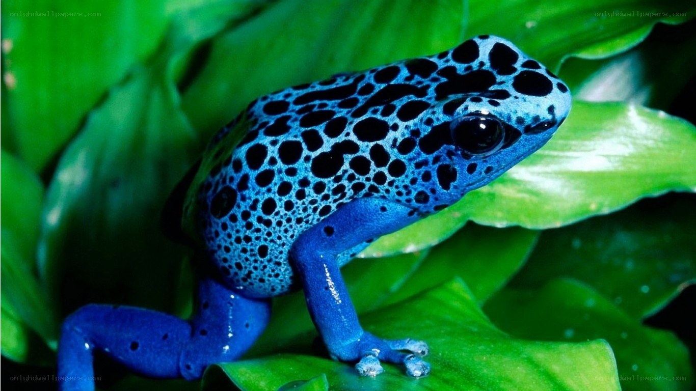blue poison dart frog
