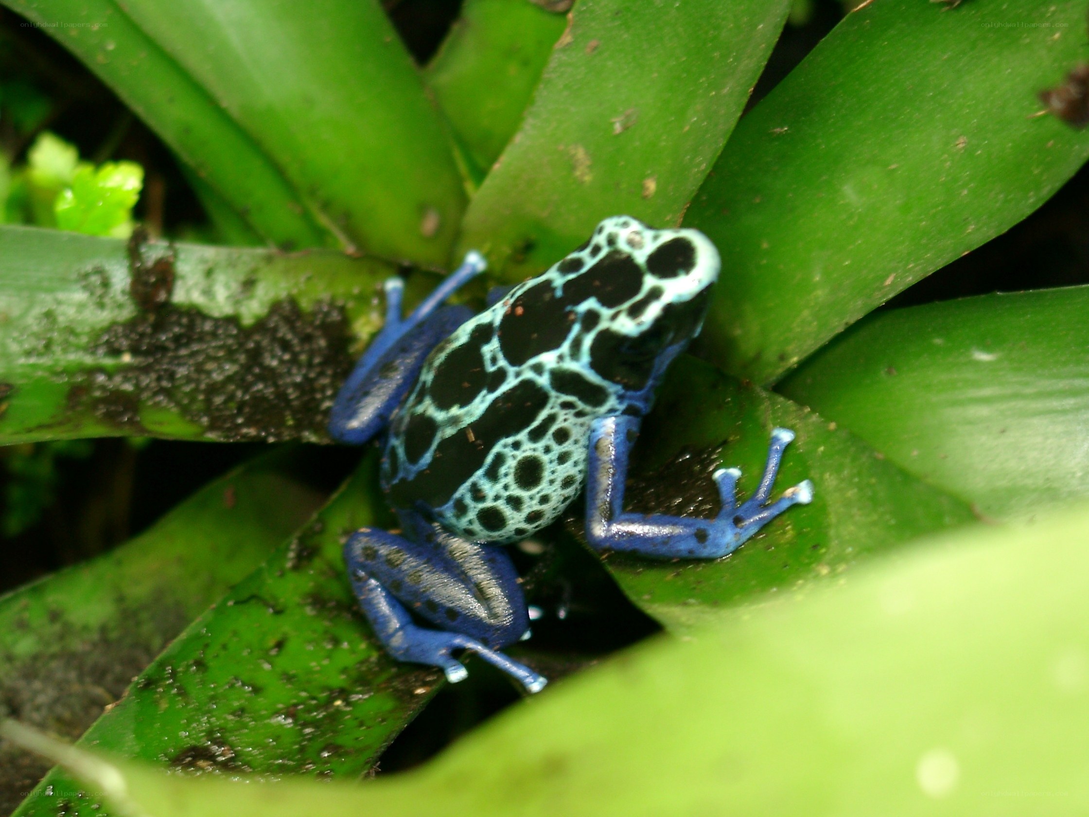 blue poison dart frog