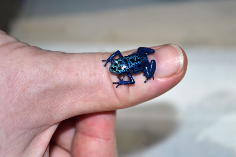 Blue Poison Dart Frog — Calm