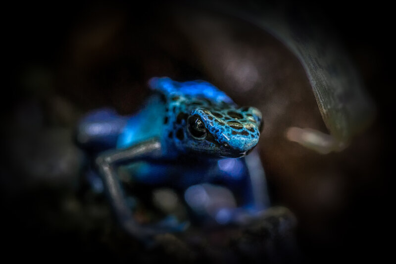 Blue Poison Dart Frog — Dramatic, Photograph, Leaf