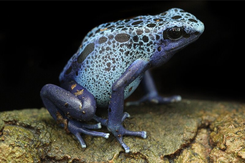 Blue Poison Dart Frog — Dramatic, Photograph, Rock