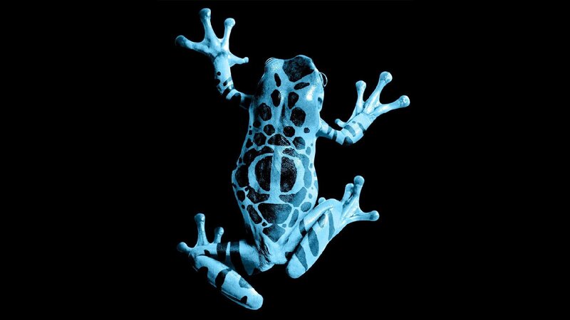 Blue Poison Dart Frog — Dramatic, Photograph