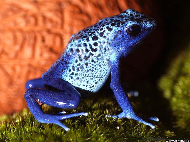 Blue Poison Dart Frog — Dramatic