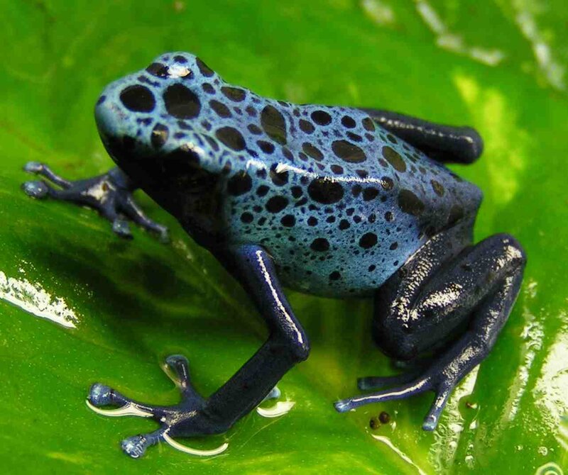 Blue Poison Dart Frog — Leaf, Black