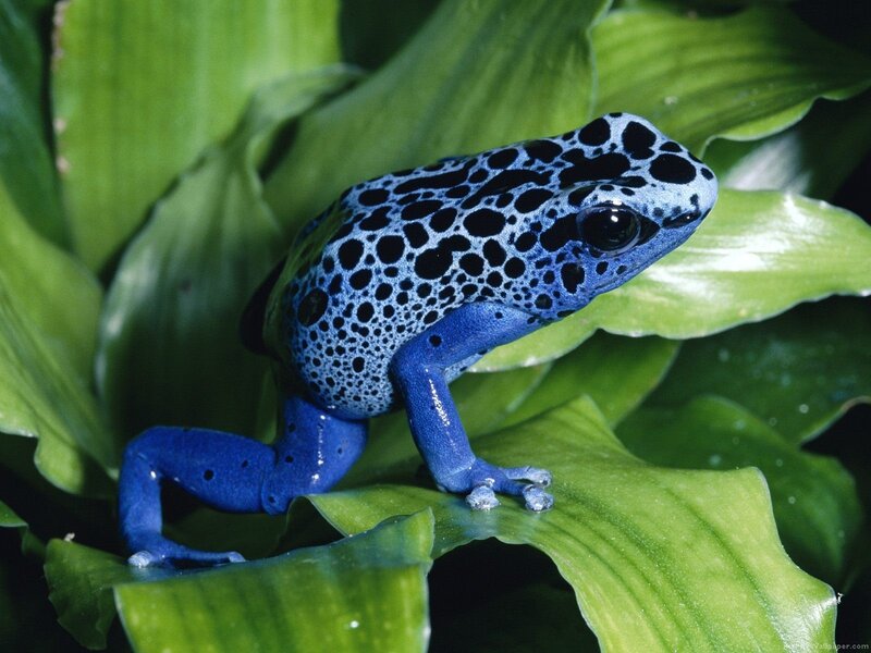 Blue Poison Dart Frog — Natural, Photograph, Green Leaf, Plant