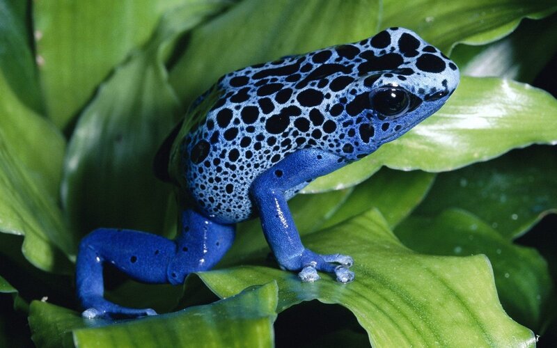 Blue Poison Dart Frog — Natural, Photograph, Green Leaf, Spotted Pattern