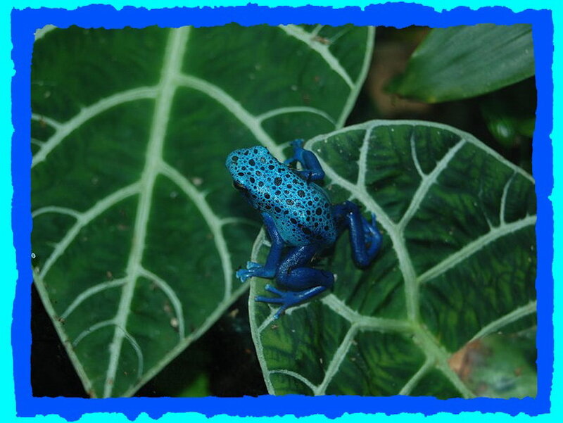 Blue Poison Dart Frog — Natural, Photograph, Leaf, Green Leaf