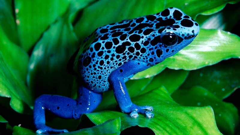 Blue Poison Dart Frog — Natural, Photograph, Leaf, Green