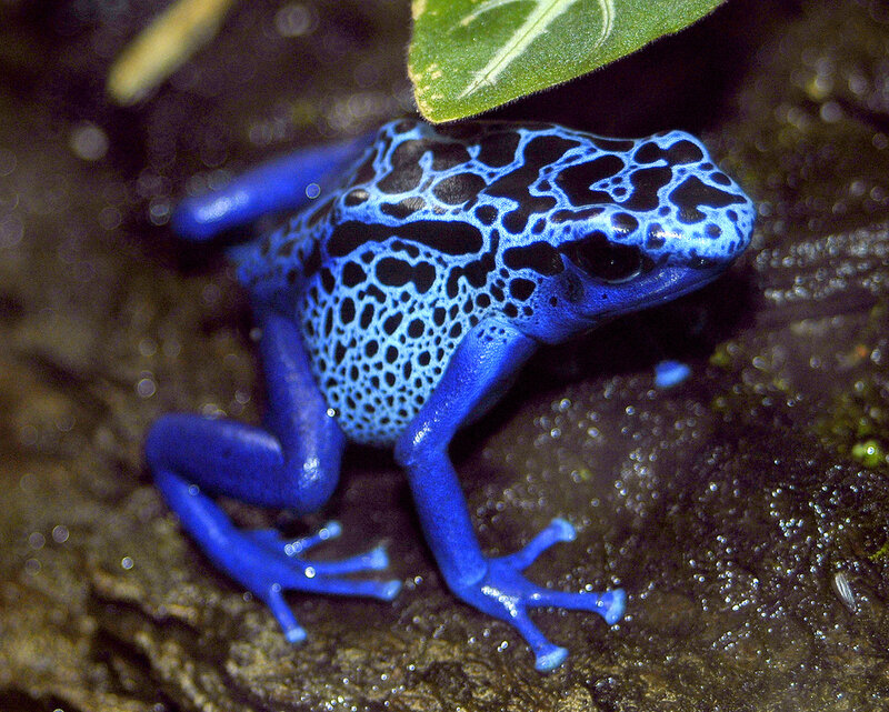 Blue Poison Dart Frog — Natural, Photograph, Leaf, Rock