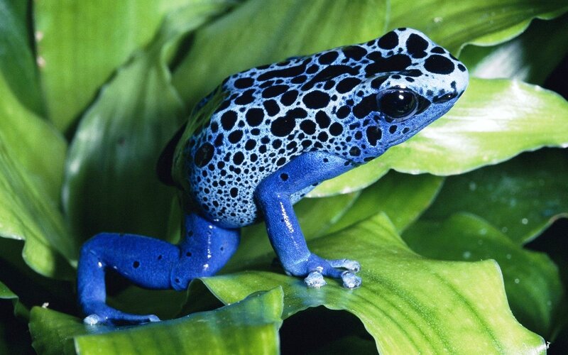 Blue Poison Dart Frog — Natural, Photograph, Leaf, Spotted Pattern