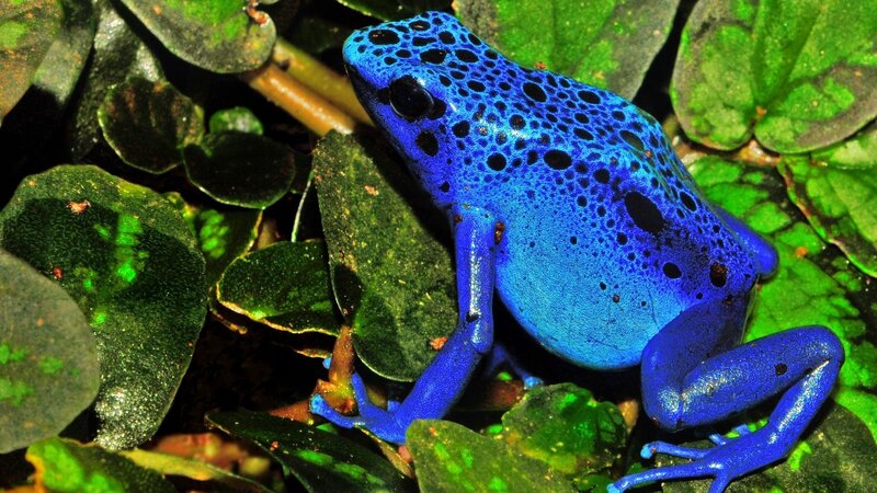 Blue Poison Dart Frog — Natural, Photograph, Leaves, Plant