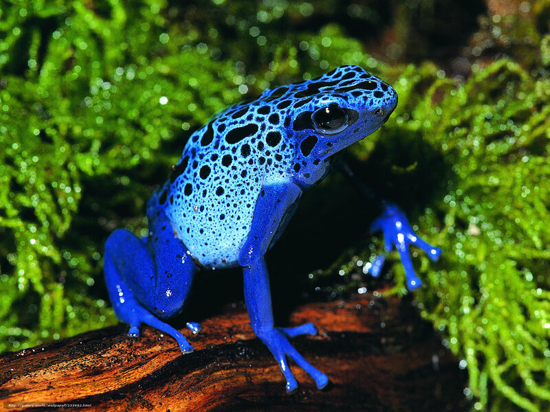 Blue Poison Dart Frog — Natural, Photograph, Moss, Log
