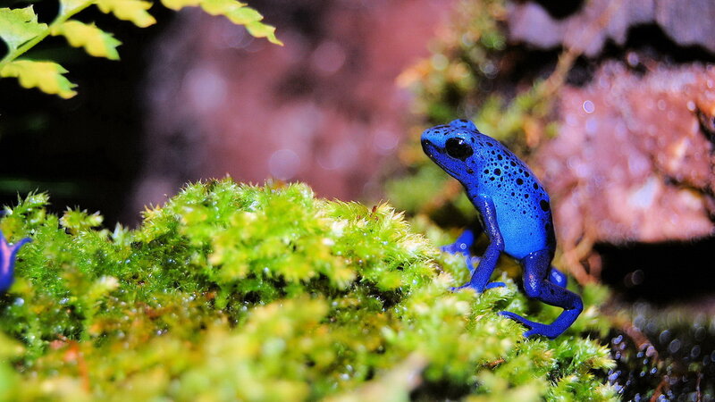 Blue Poison Dart Frog — Natural, Photograph, Moss