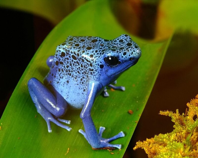 Blue Poison Dart Frog — Natural, Photograph