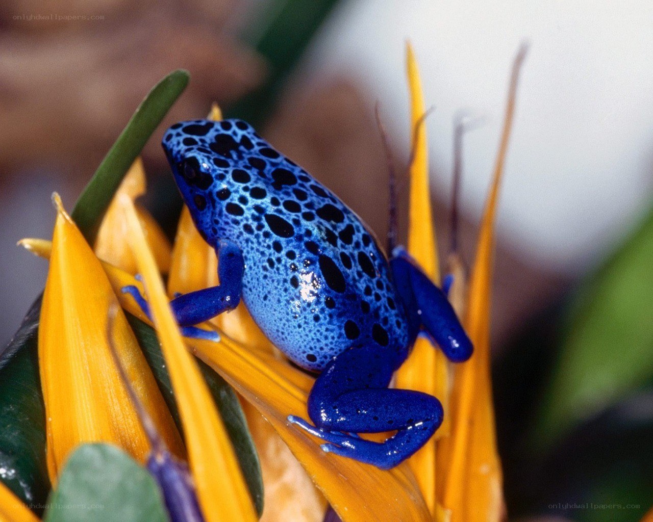 Blue poison dart frog on flower