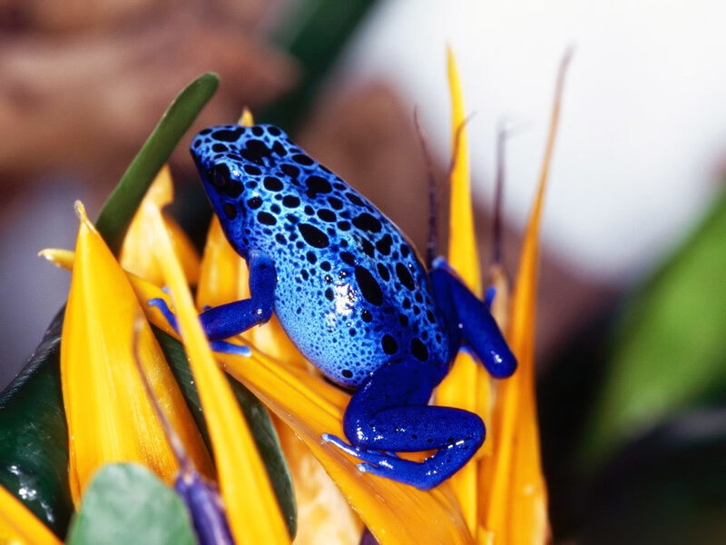 Blue poison dart frog on flower