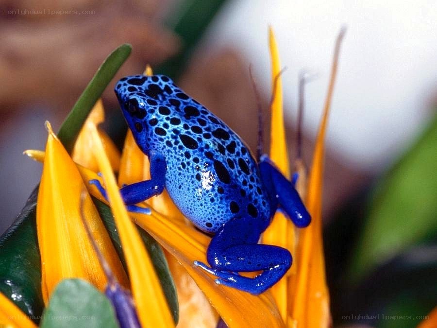 blue poison dart frog on flower