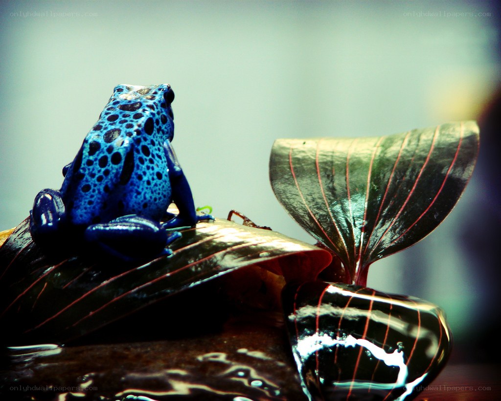 blue poison dart frog on leaf