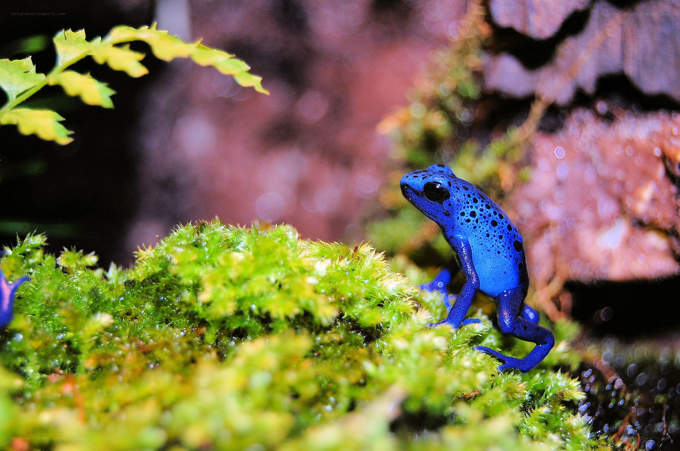 Blue poison dart frog on moss