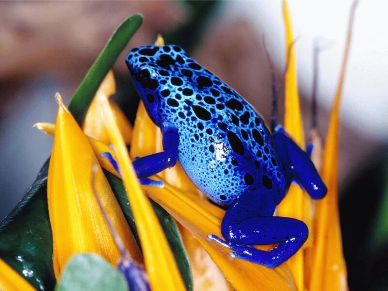 Blue Poison Dart Frog — Vibrant