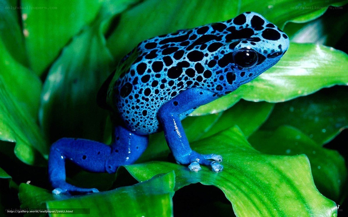 blue poison dart frog