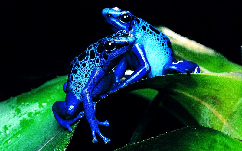 Blue Poison Dart Frogs — Dramatic, Night