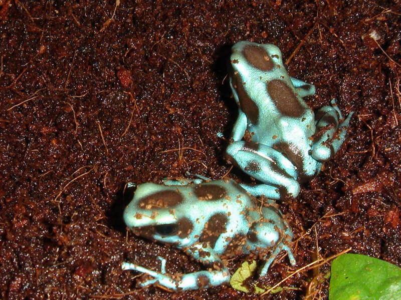 Blue Poison Dart Frogs — Natural