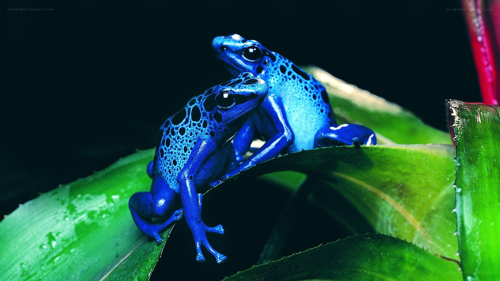 Blue poison dart frogs on a leaf