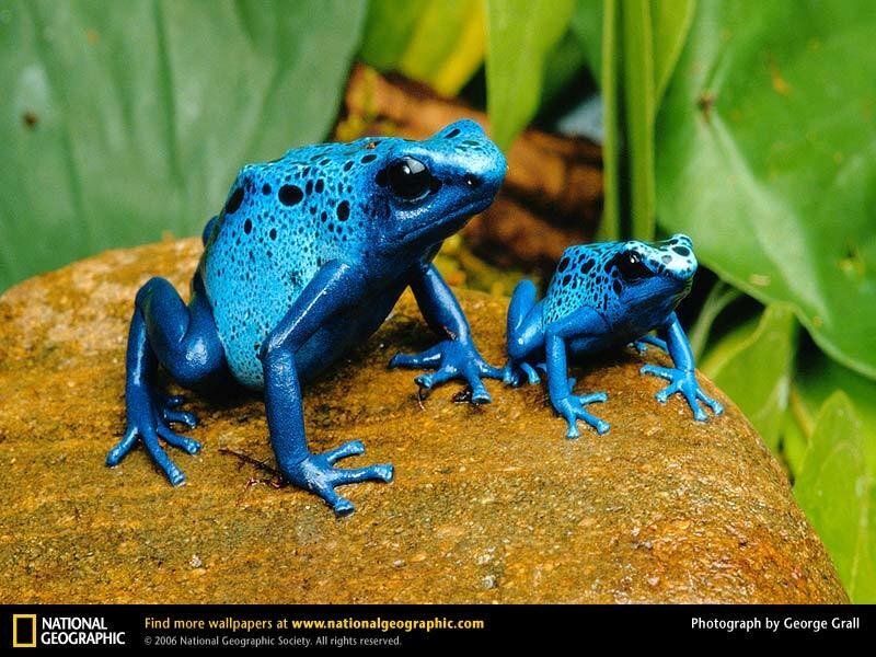 Blue poison dart frogs on a rock
