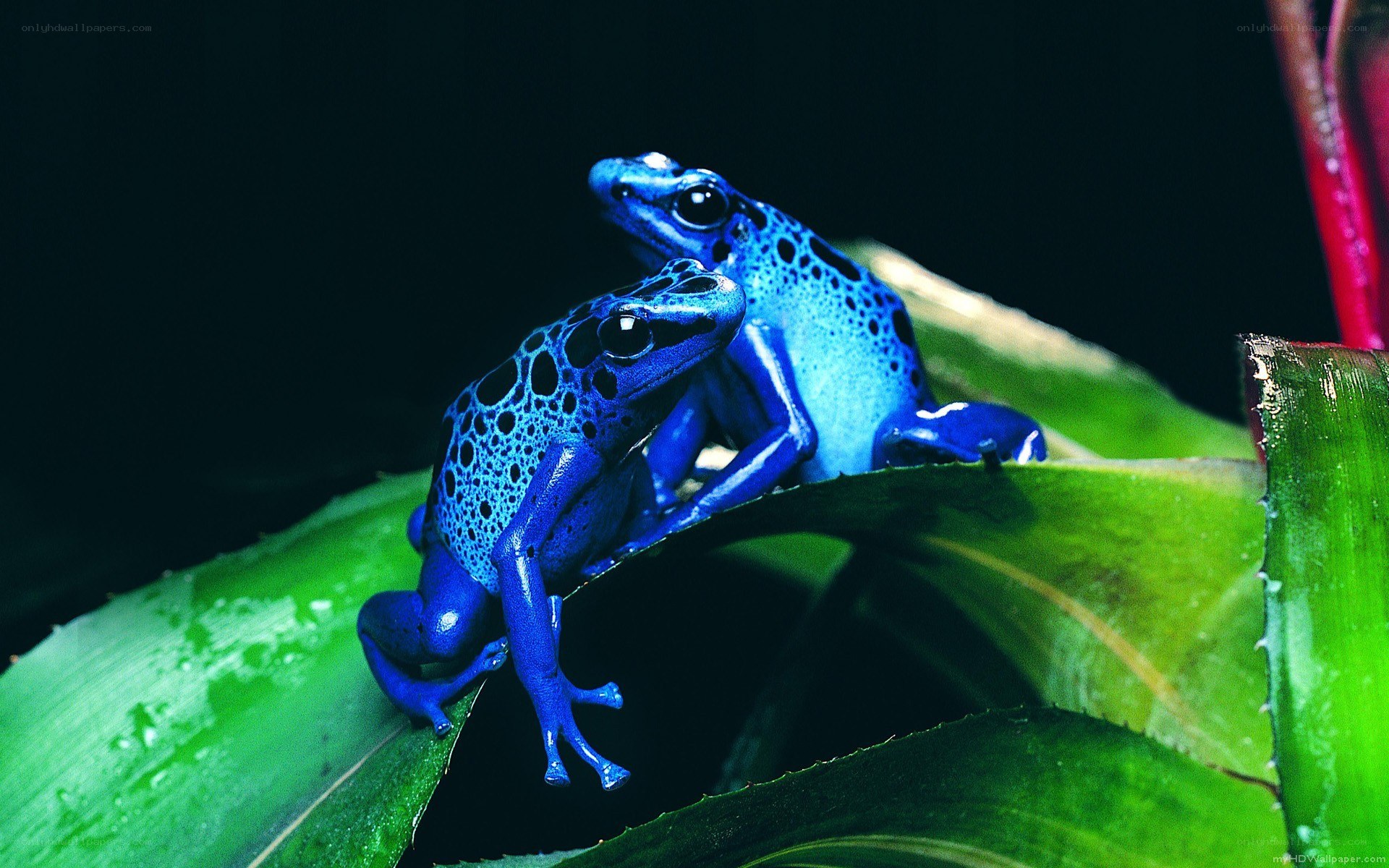 Blue poison dart frogs on leaf