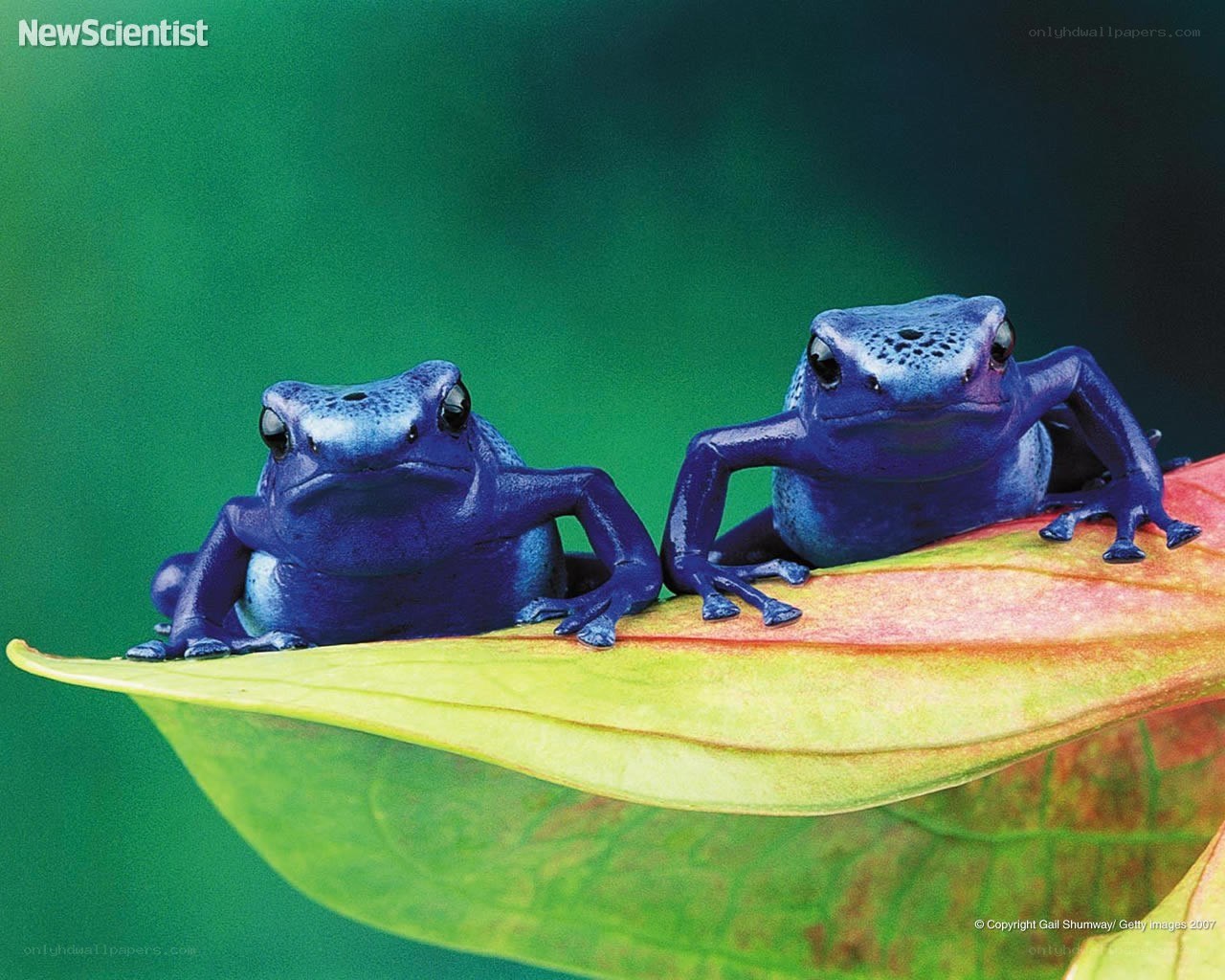 Blue poison dart frogs on leaf