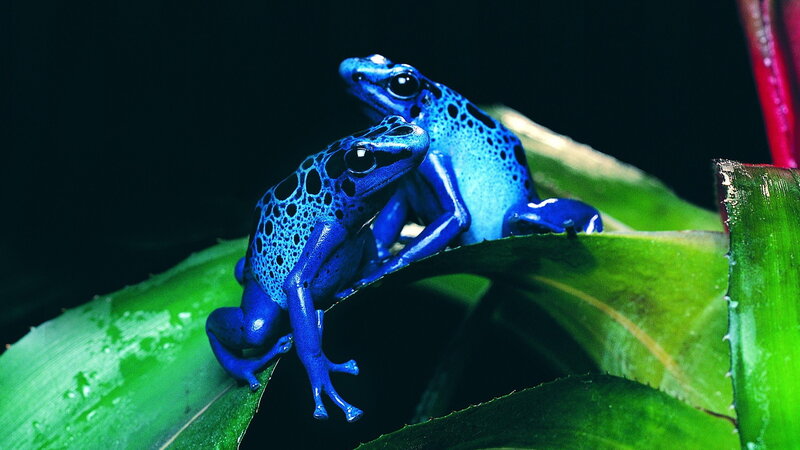 Blue poison dart frogs on leaf
