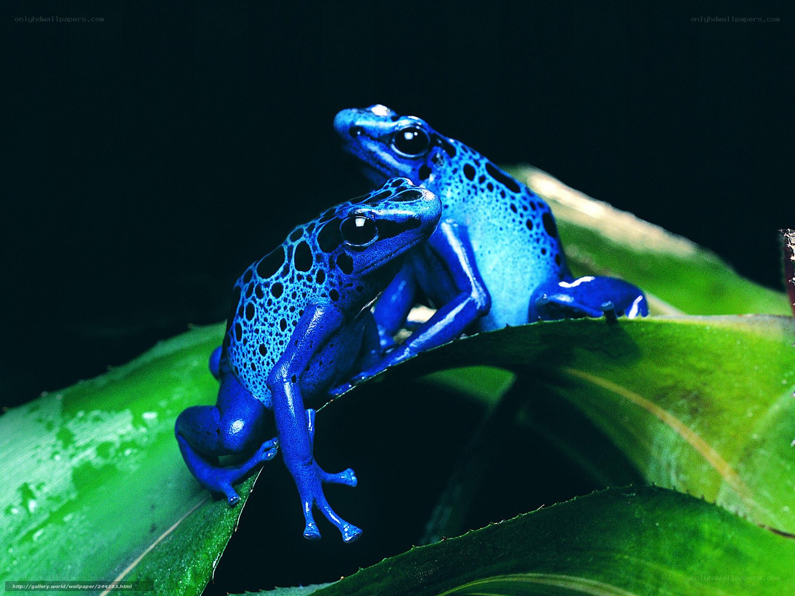 Blue poison dart frogs on leaf