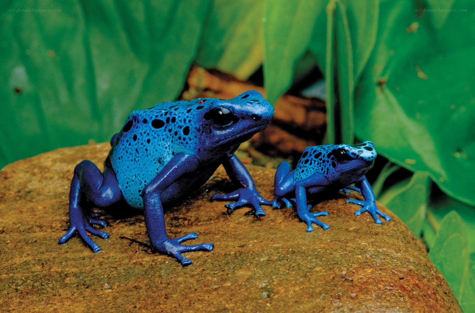Blue poison dart frogs on rock