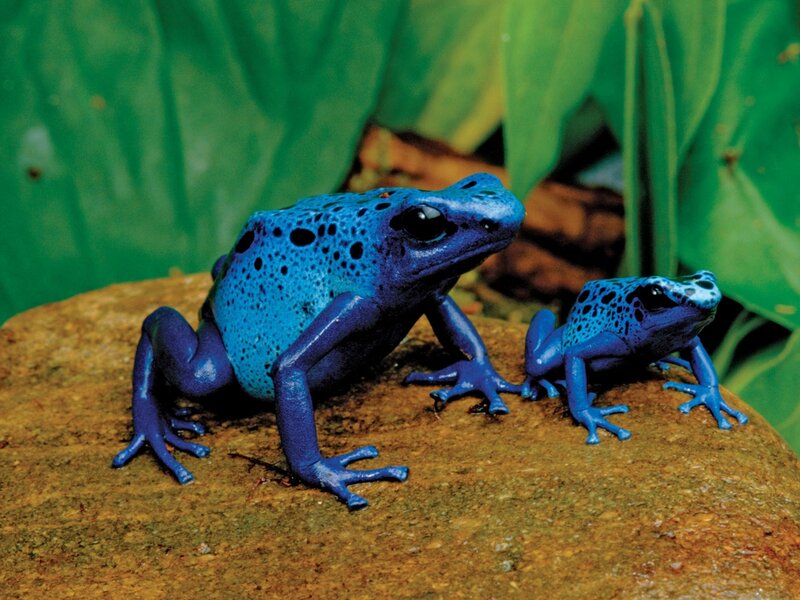 Blue poison dart frogs