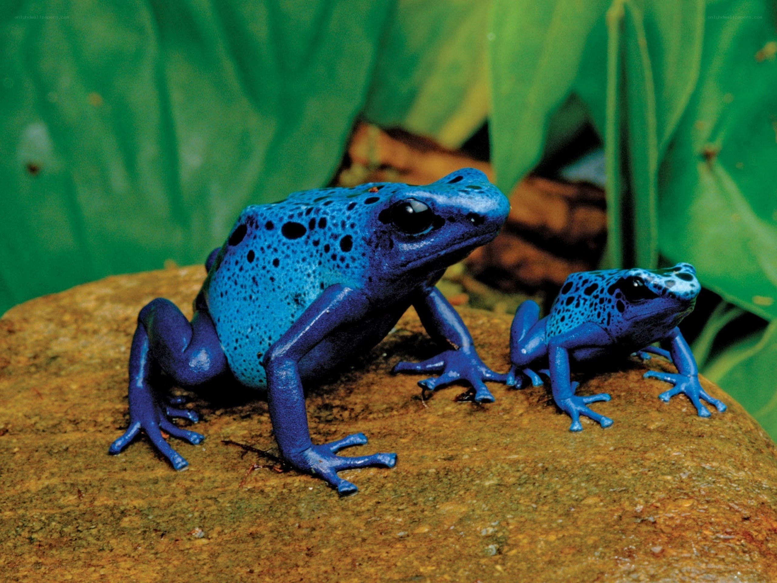 Blue poison dart frogs