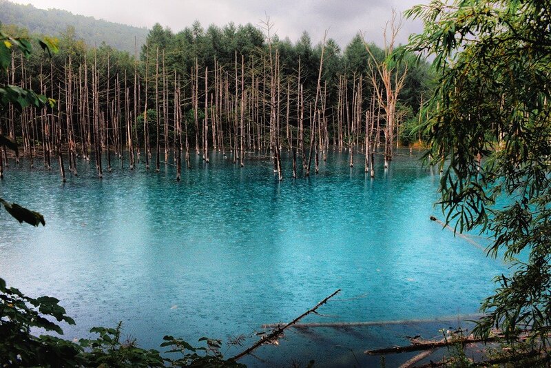 Blue pond with dead trees