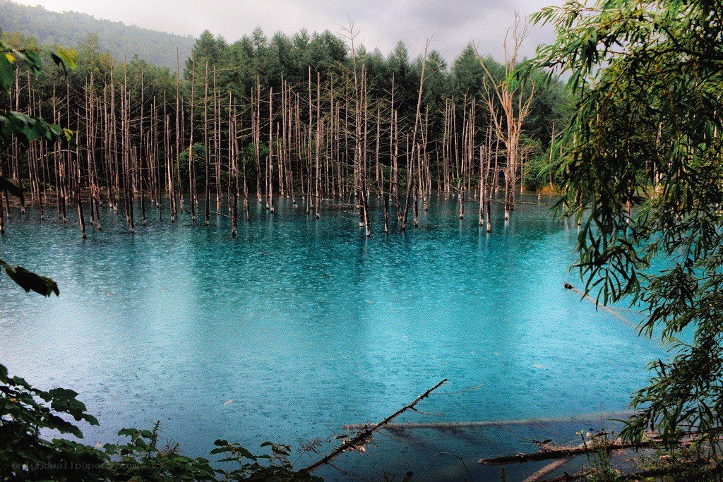 Blue pond with dead trees