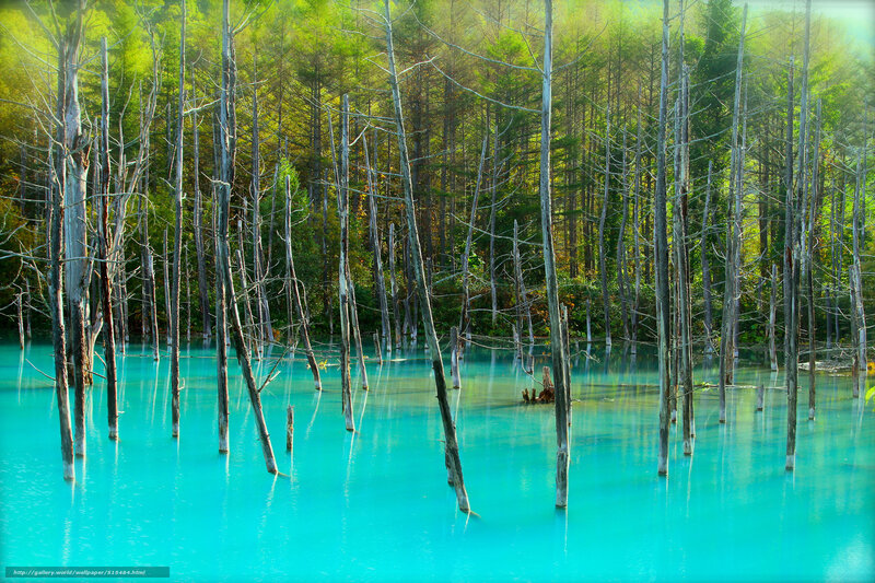 Blue Pond with Dead Trees