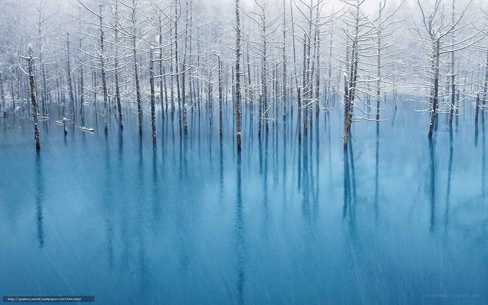 Blue pond with snow-covered trees
