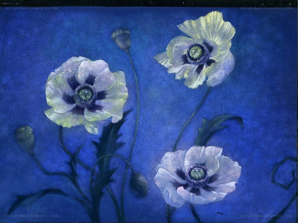 Blue poppies on dark background