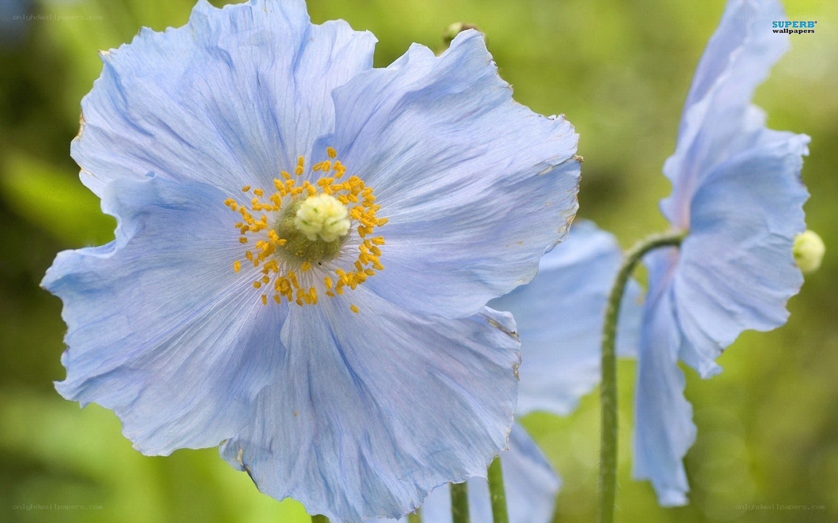 blue poppy flower