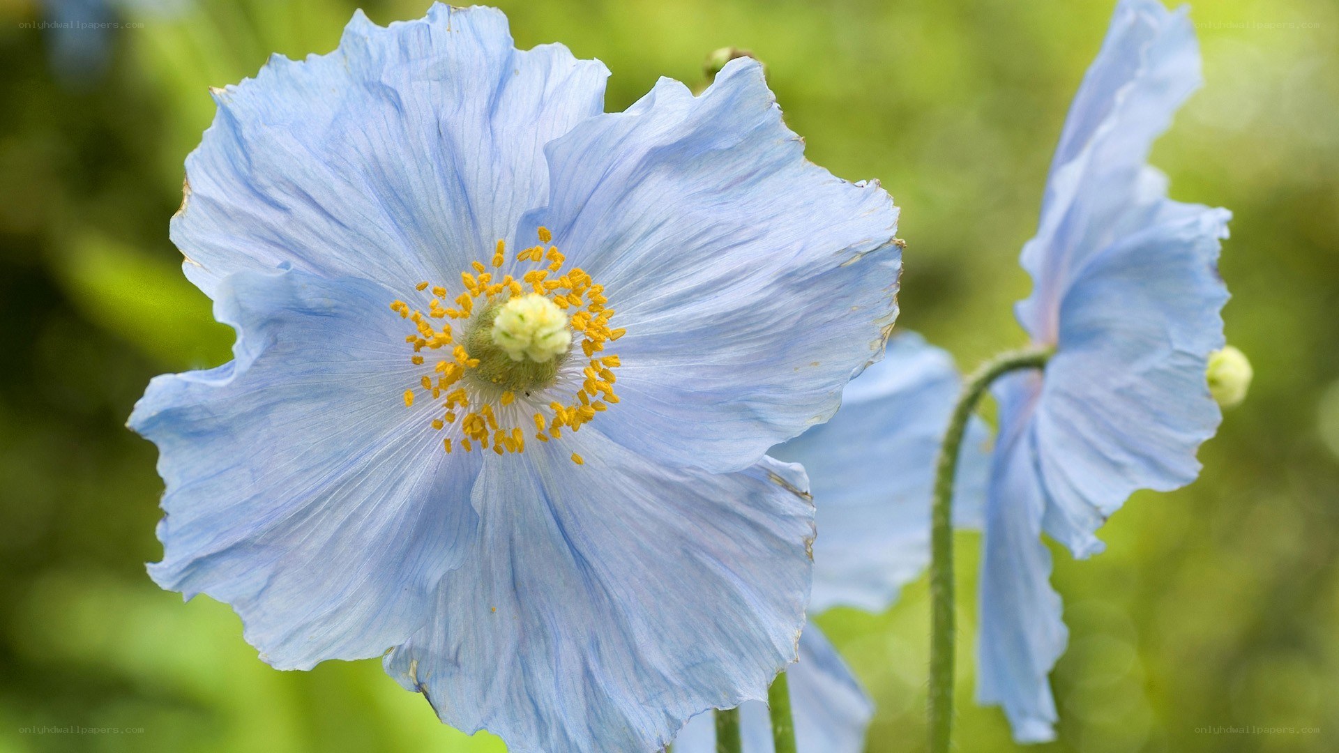blue poppy flower