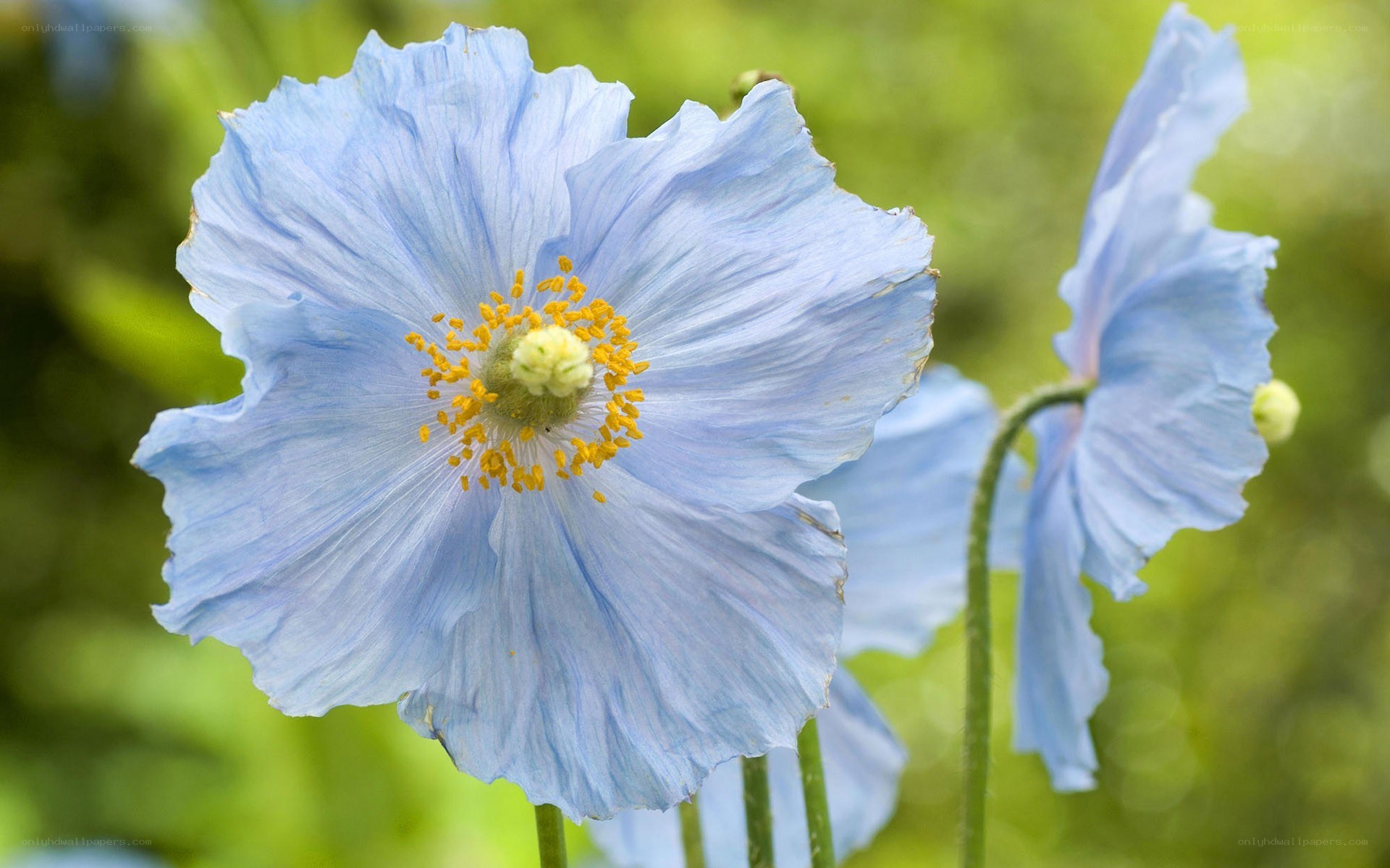 blue poppy flower