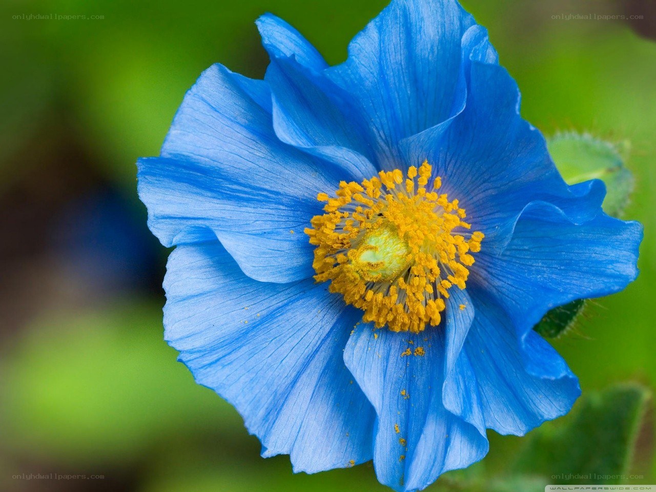 blue poppy flower