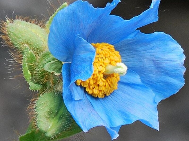 Blue Poppy Flower — Calm, Photograph