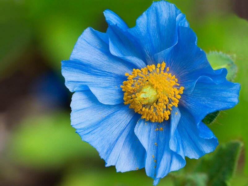 Blue Poppy Flower — Calm
